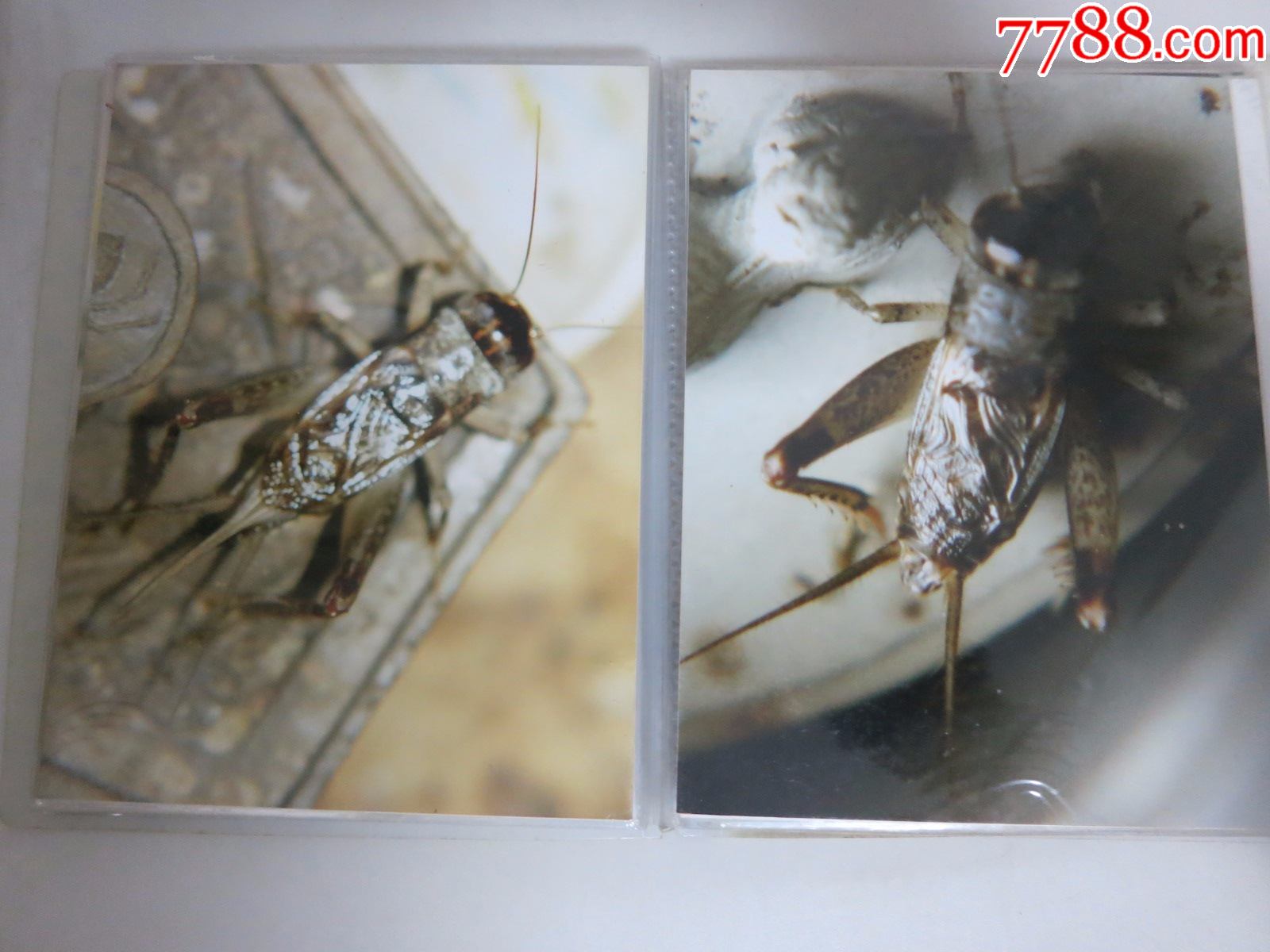 蟋蟀蛐蛐异虫照片一本,吴继传拍摄照原件,封皮作者所写《蚁码异虫》