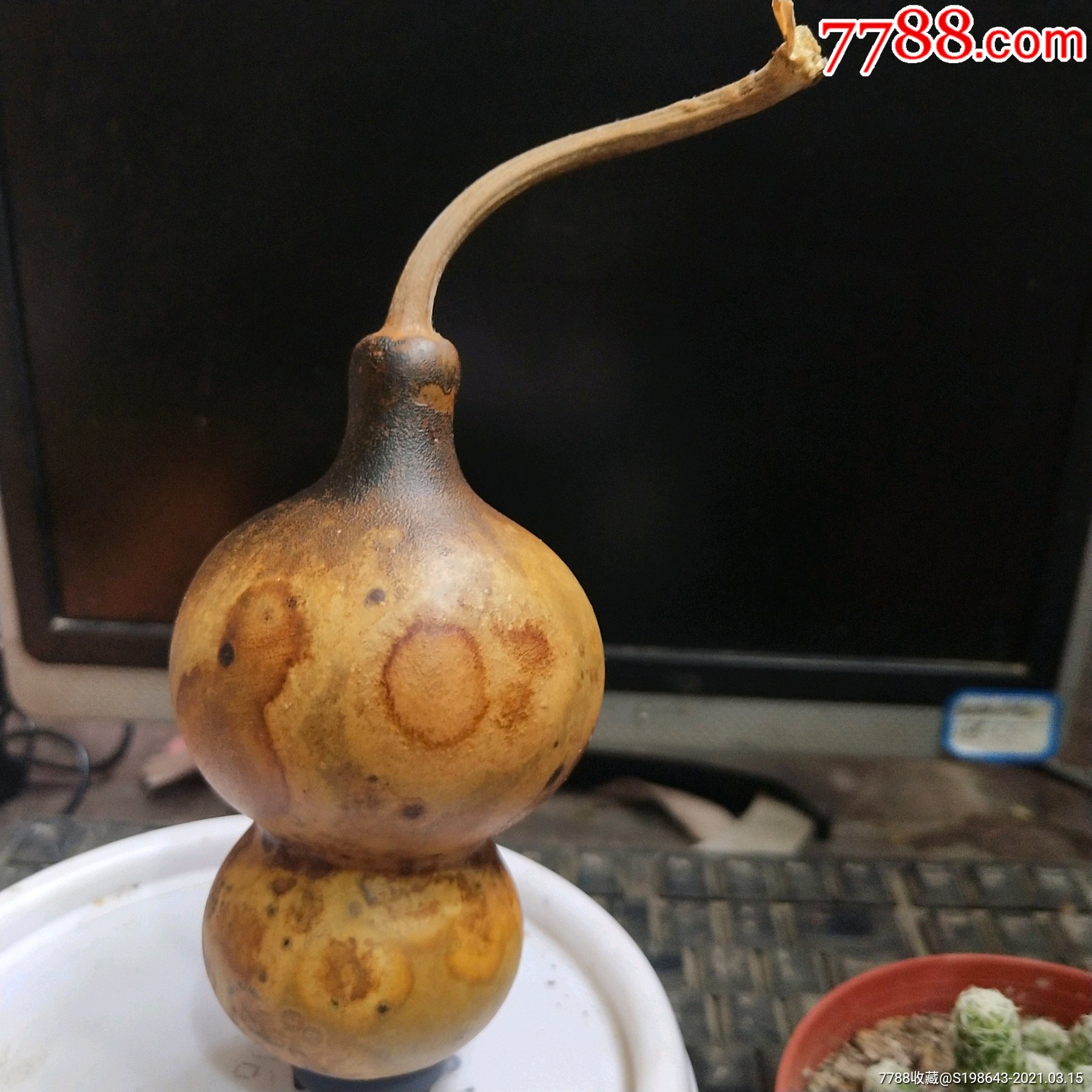 t616花皮葫芦