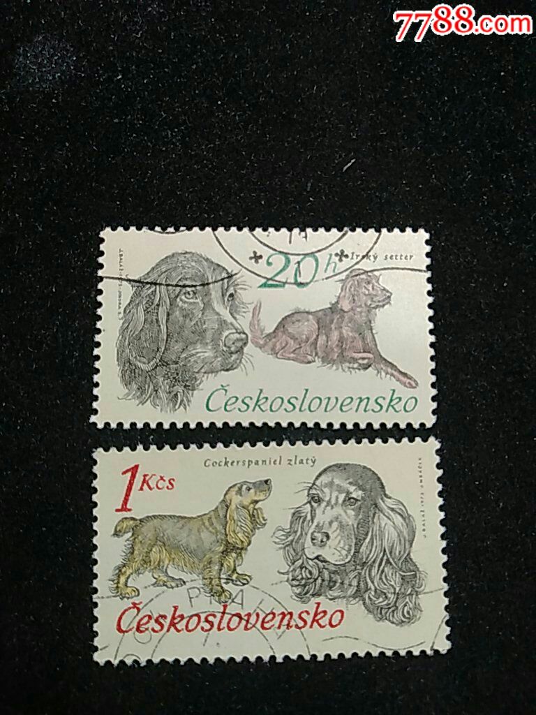 克斯洛伐克狩猎协会50周年爱尔兰赛特猎狗和