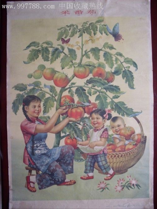 采番茄(1960.王伟戍)_第1张
