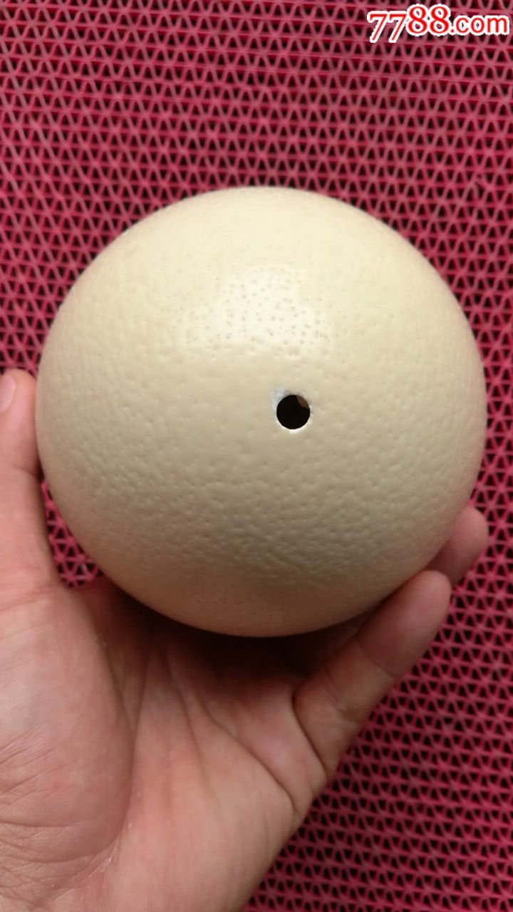 鸵鸟蛋壳(绘画或雕刻成工艺品可作摆件,)