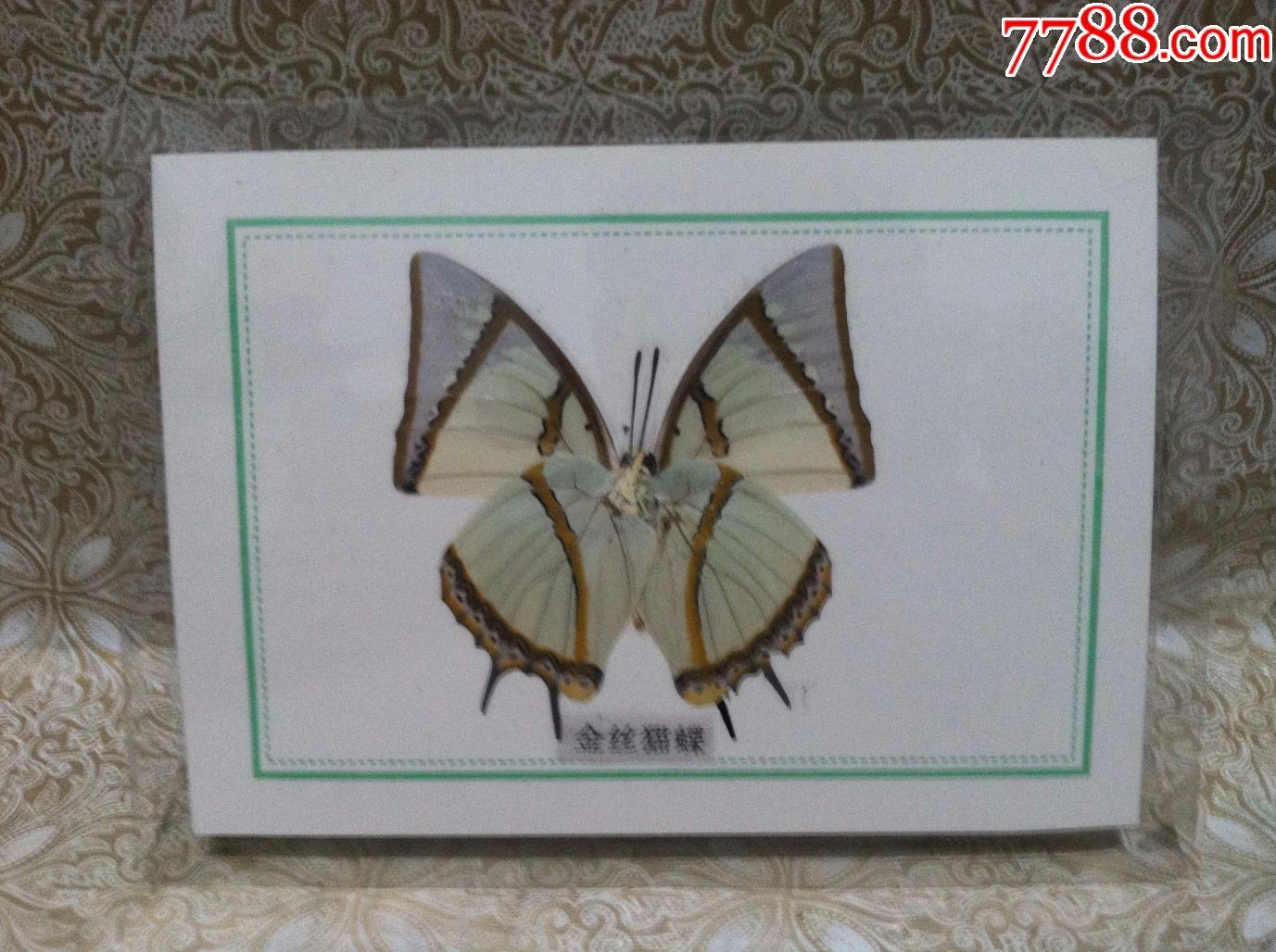 会飞的花朵-----蝴蝶标本---金丝猫蝶【按图出售】