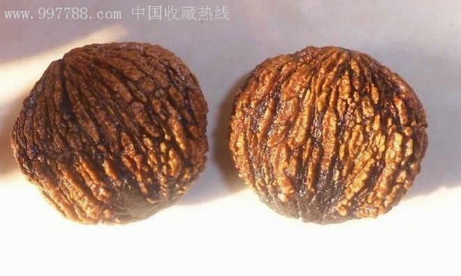 美国猴头核桃