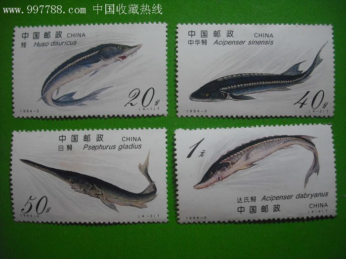 中华鲟19943