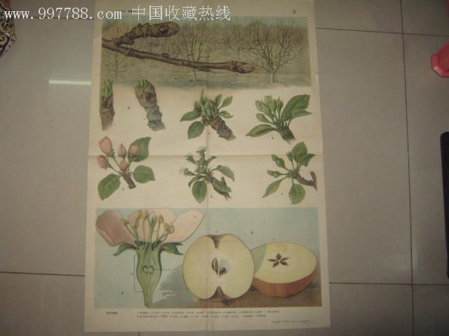 苹果树【2】开花与结实--栽培植物挂图-年画/宣传画