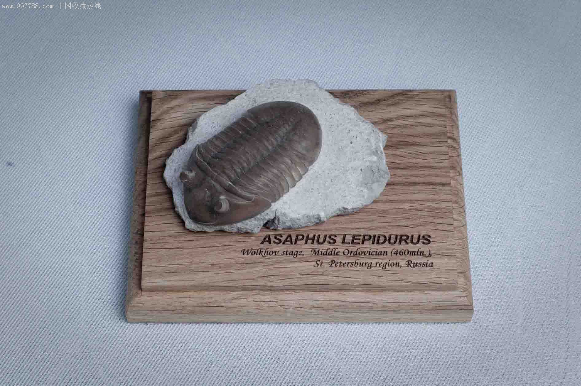 三叶虫(俄罗斯)asapphuslepidurus