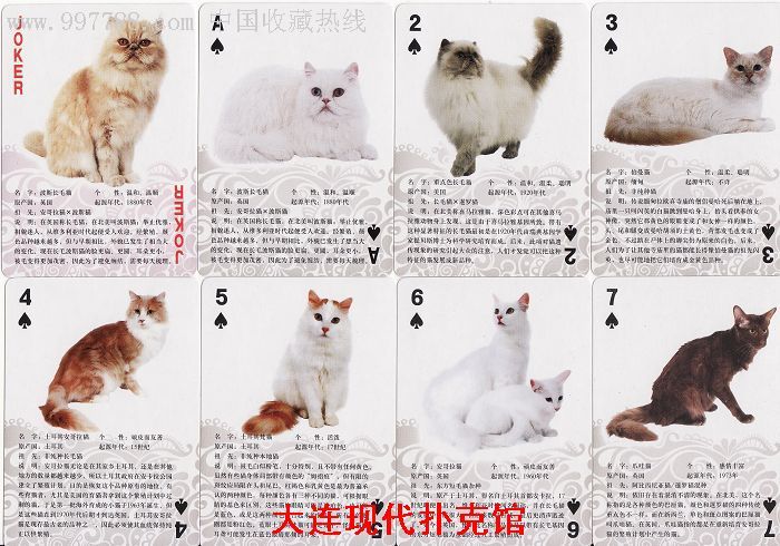 世界名猫大全扑克