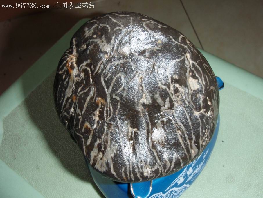 链珊瑚化石2-价格:350元-se8811993-动植物化石-零售-7788收藏__收藏