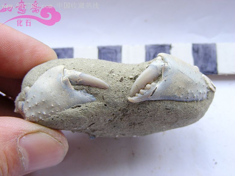 如意斋☆天然全真螃蟹化石标本精品收藏佳品18
