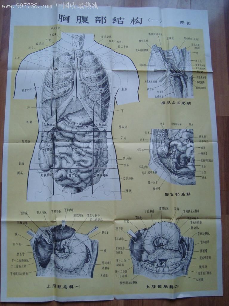 大型医学人体解剖挂图一套(12张一套)