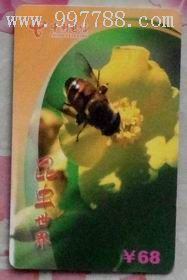 昆虫世界蜜蜂3-2(贵州)