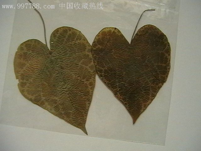 树叶标本图片