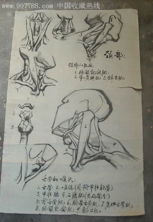 人体器官的画法(黑龙江省克东县文化馆专业画家作品)