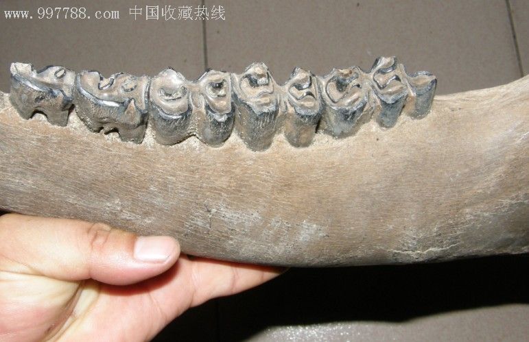 披毛犀下颌骨化石