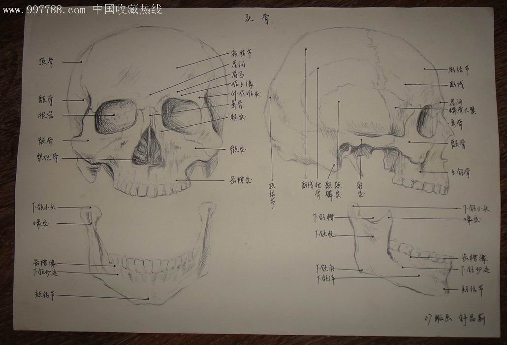 铅笔画原画;人体【躯干骨骼.脊椎骨骼.头骨.头部肌肉】