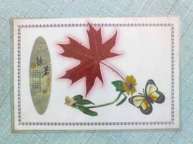 漂亮的树叶标本诗情画图片