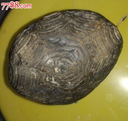 《八卦石》重庆产稀有辉木根部化石3亿年成精木化石保家平安旺家业