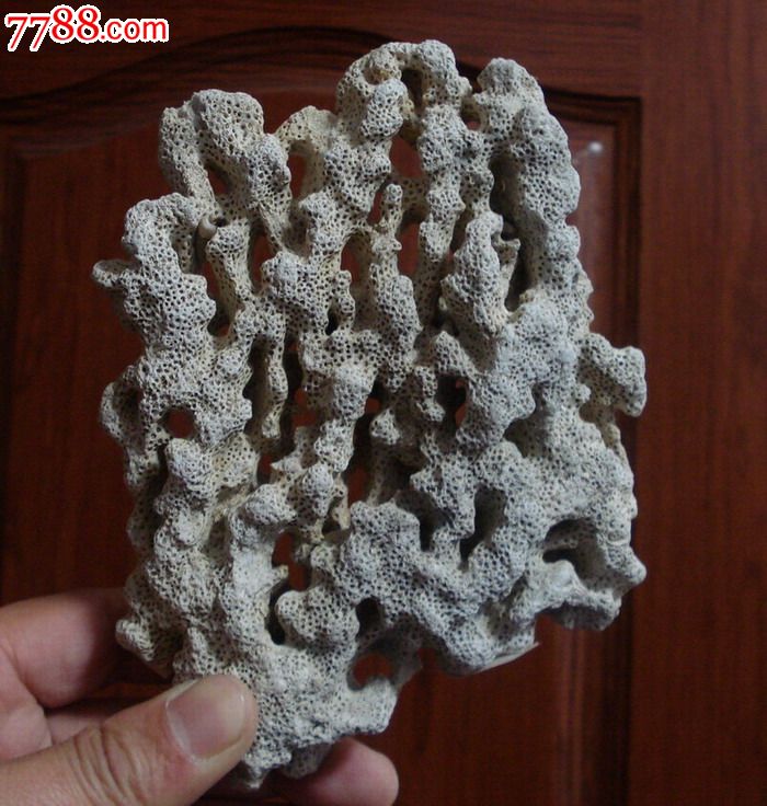 一块小巧精致的珊瑚化石(a0670)