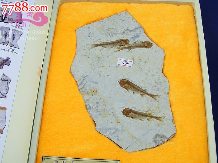 辽西特产天然古生物奇石石头狼鳍鱼化石群鱼献福送包装994