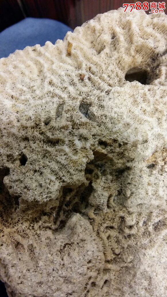 白珊瑚玩石