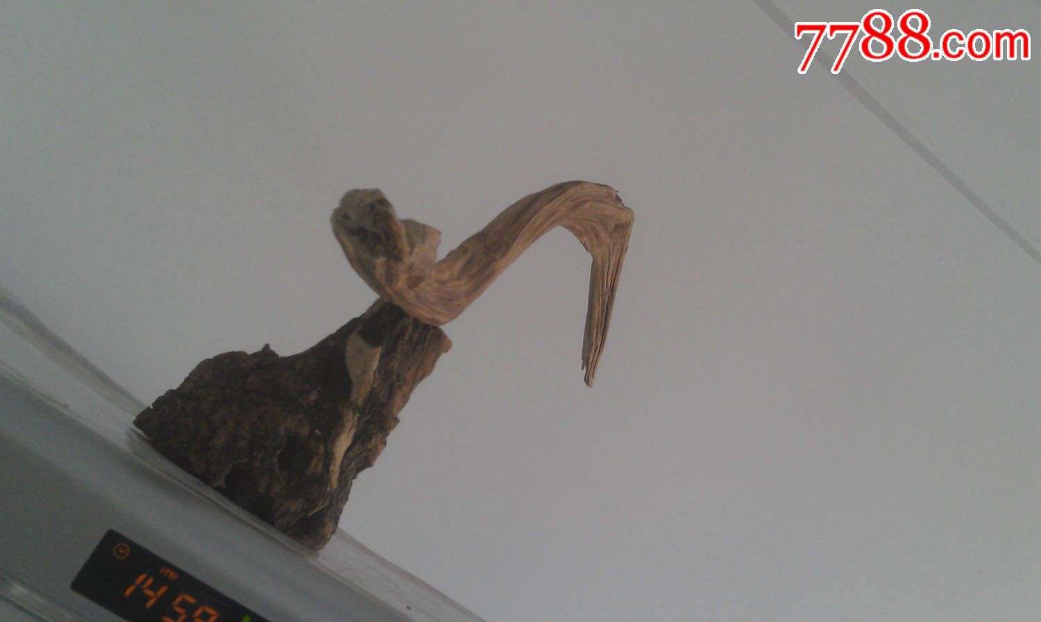 黄鹤一只来这里