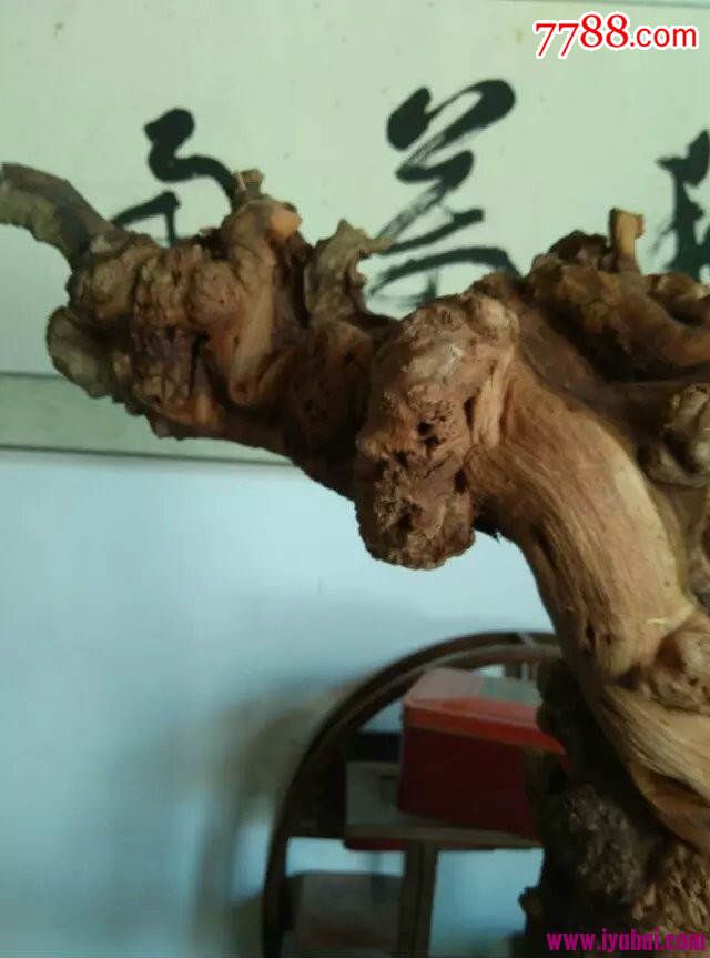 千年胡杨根苍龙望月