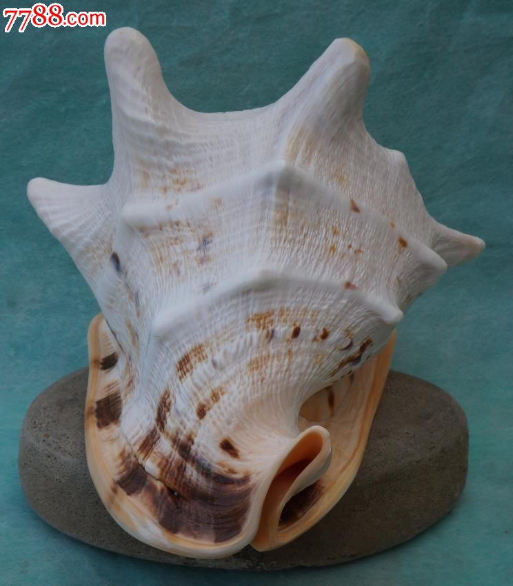 22厘米厚重天然大海螺