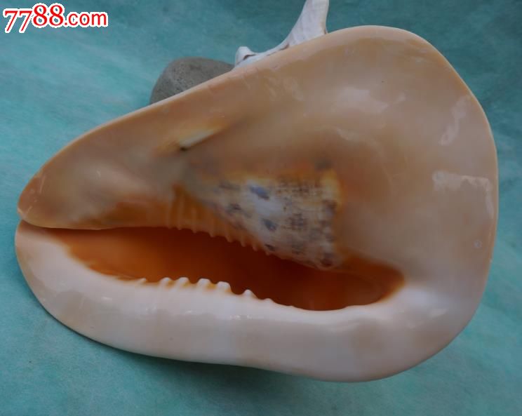 22厘米厚重天然大海螺-价格:380元-se319866