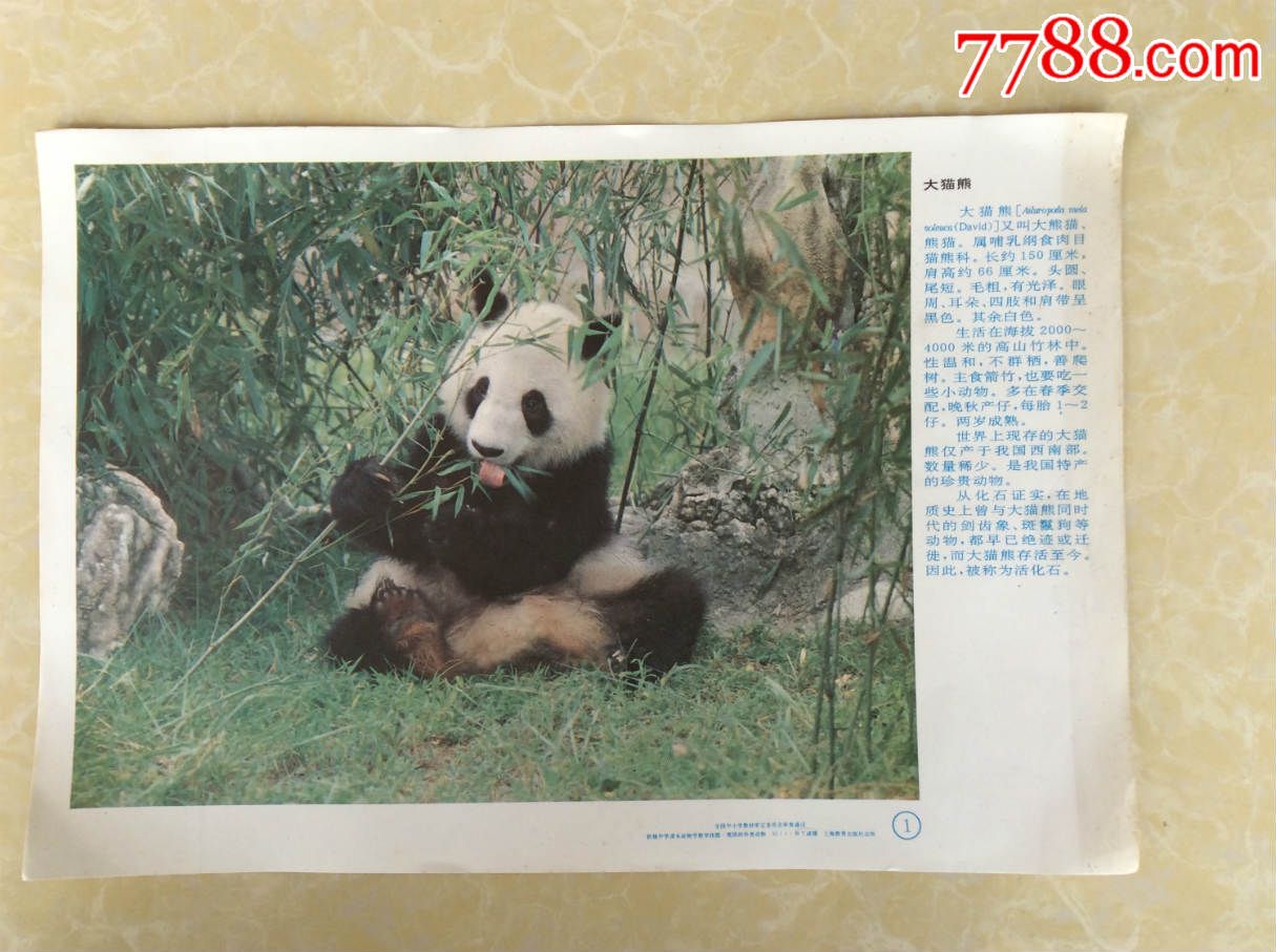 我国的珍稀动物——熊猫