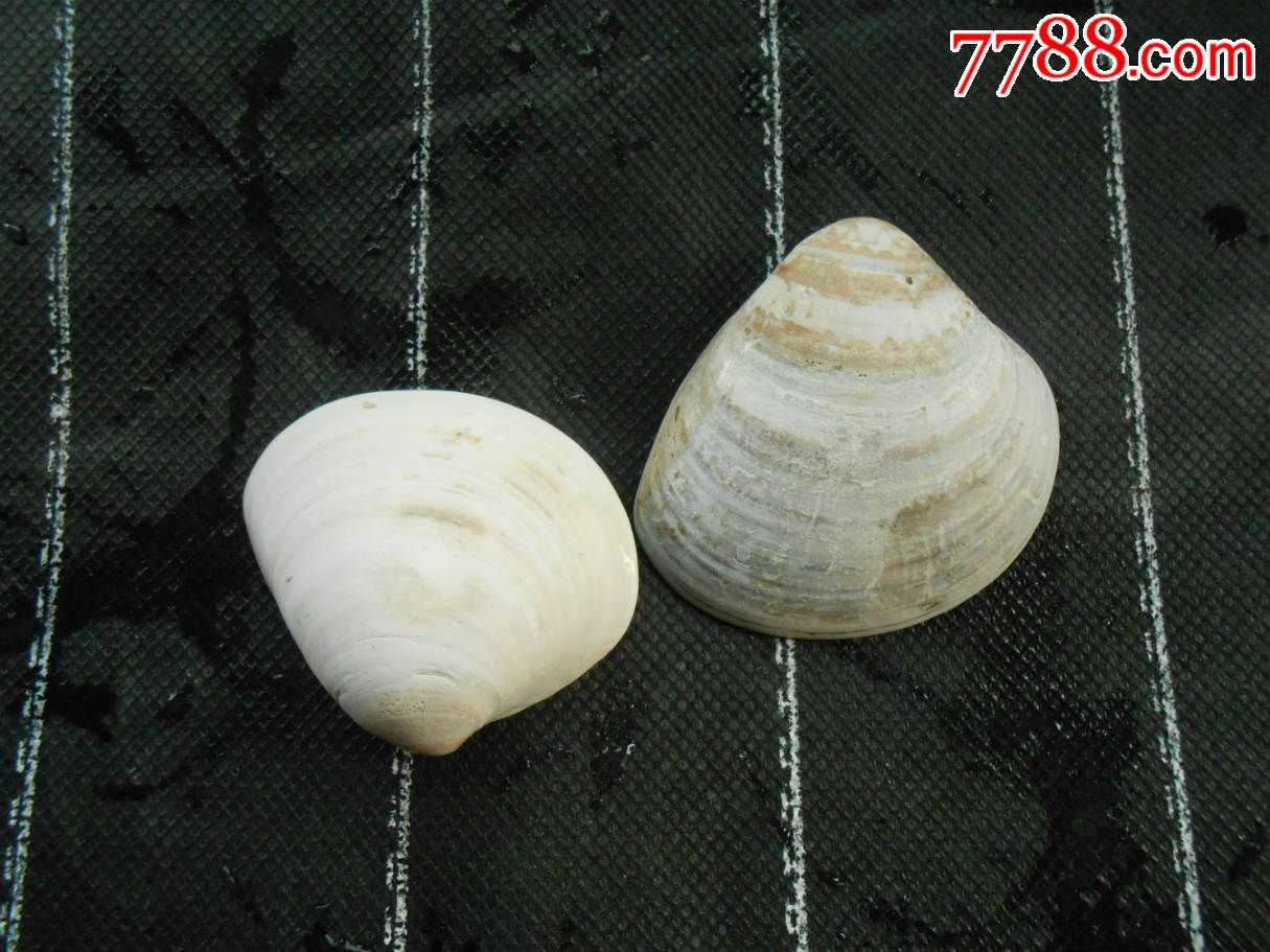 天然文蛤贝壳不成对-价格:250元-se34701278