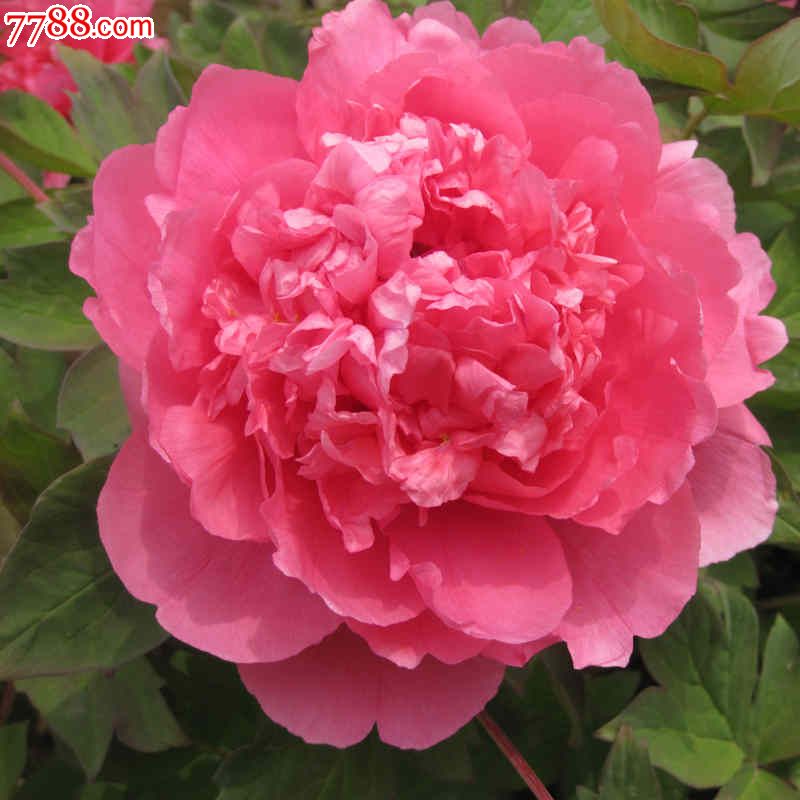 菏泽大胡红牡丹花苗庭院阳盆栽台花卉绿植盆景5年大苗