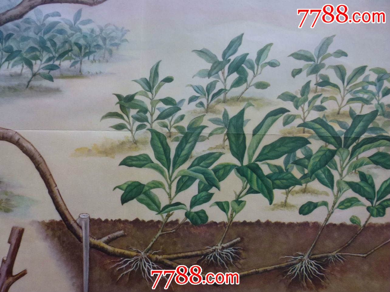 2开植物图4张合售-se35132331-年画/宣传画-零售-7788