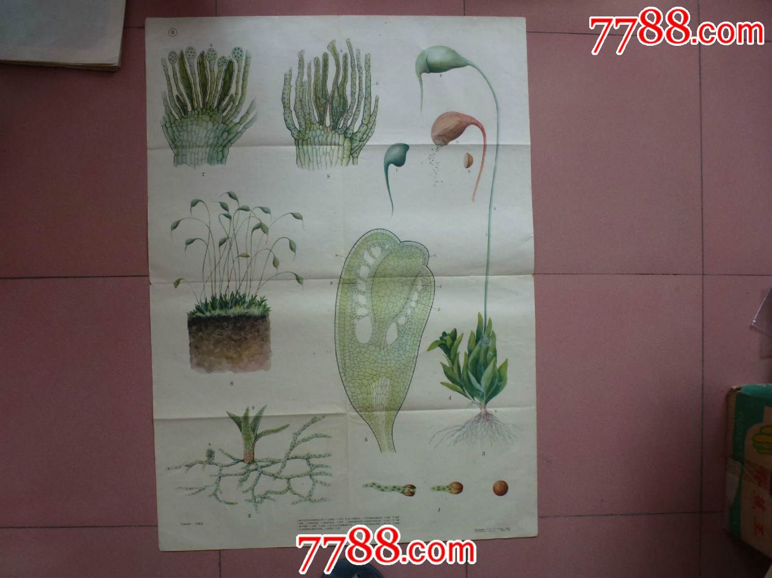 1开老版植物图-se35132469-年画/宣传画-零售-7788