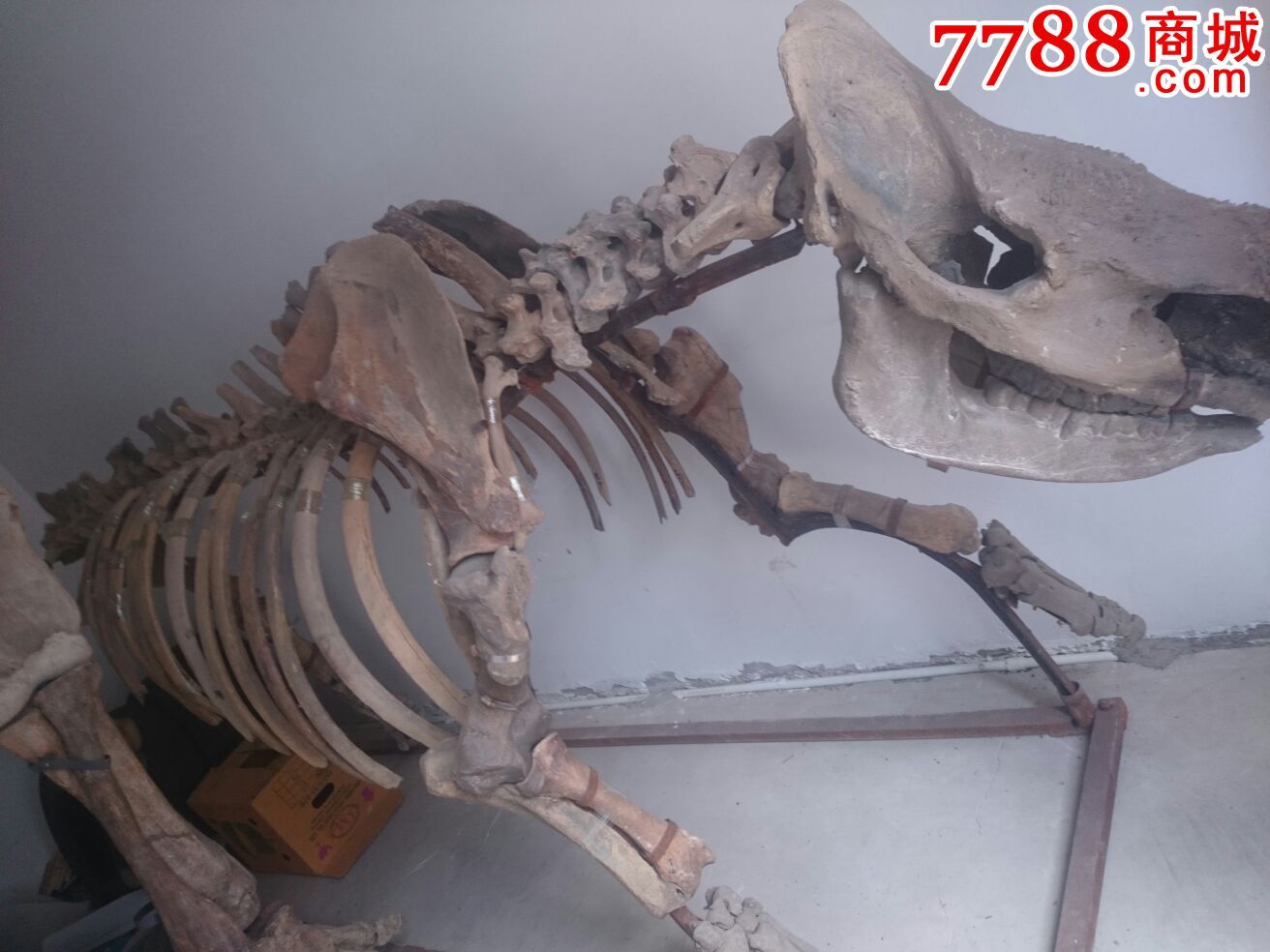 披毛犀牛骨骼