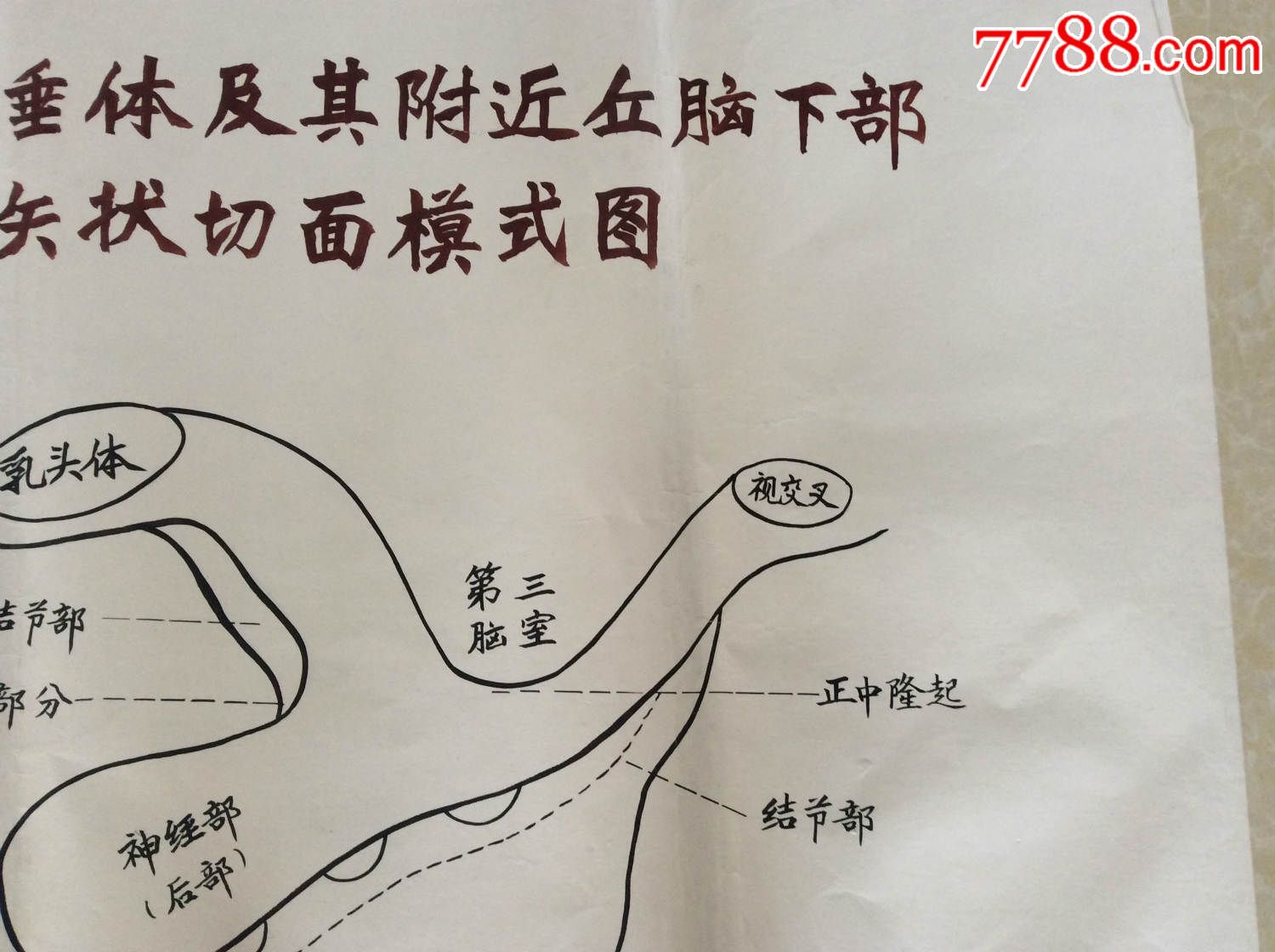 【医学原手稿】成年人垂体及其附近丘脑下部的矢状切面模式图【二号卷