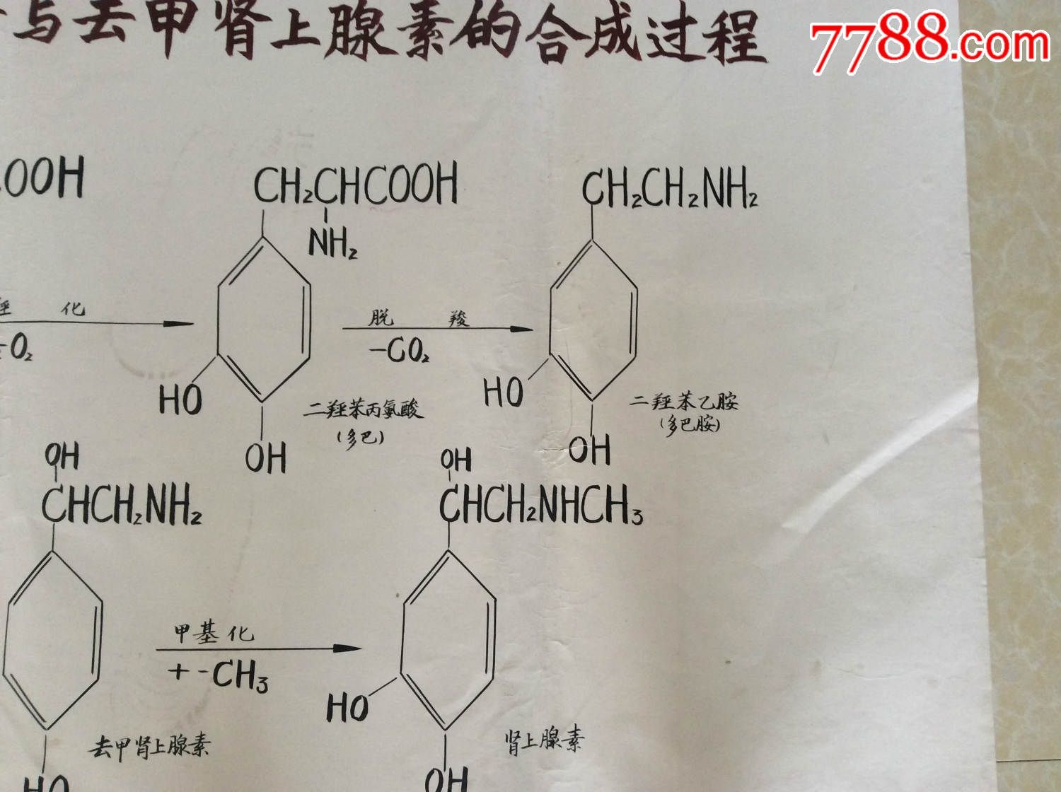 【医学原手稿】肾上腺素与去甲肾上腺素的合成过程【二号卷内】