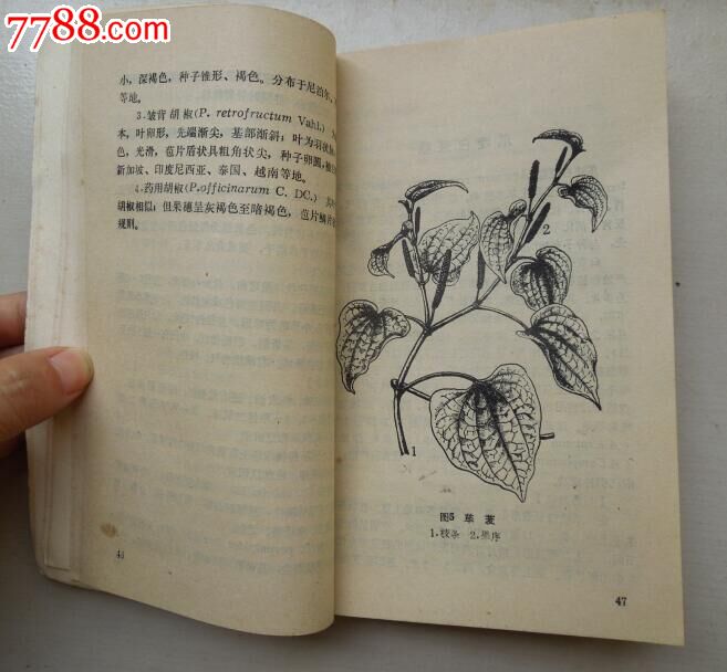 热带药用植物栽培_医书/药书【绿城故纸收藏】_第6张_七七八八图书