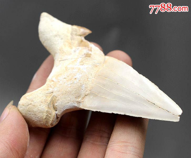 化石奇石矿物晶体原石鲨鱼牙化石标本古生物化石鲨鱼牙02