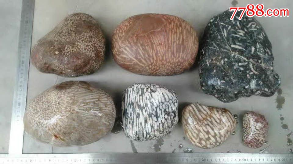 各种色彩斑斓珊瑚虫化石大小不同7快全部3千包快,议价