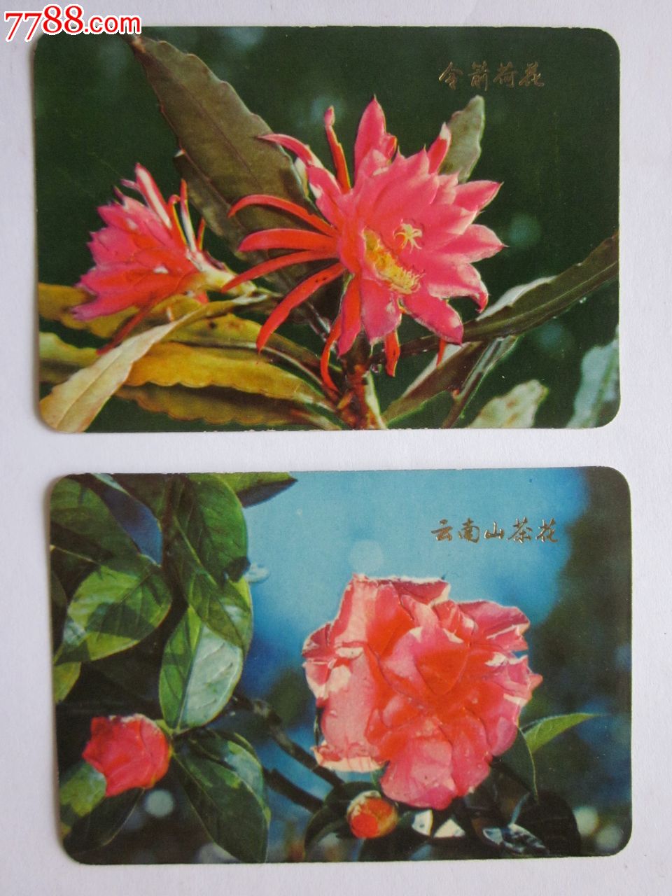 77年云南山茶花,令箭荷花年历片,年历卡/片,1977-1979年,1977年,全国