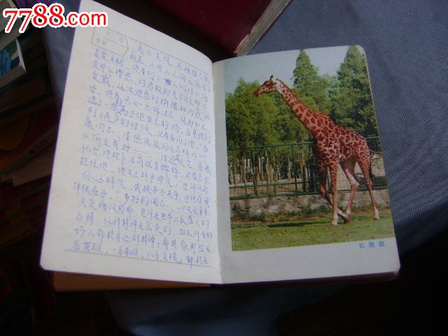 动物日记