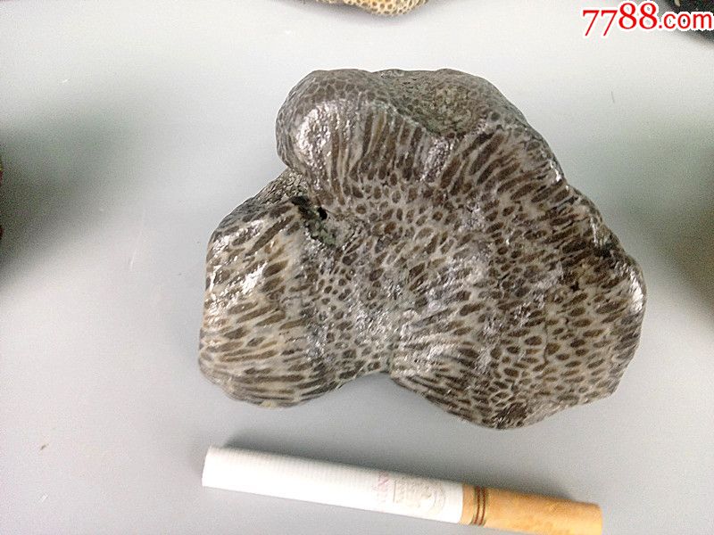 新疆珊瑚化石奇石摆件古生物化石标本活化石画面观赏石镇宅收藏