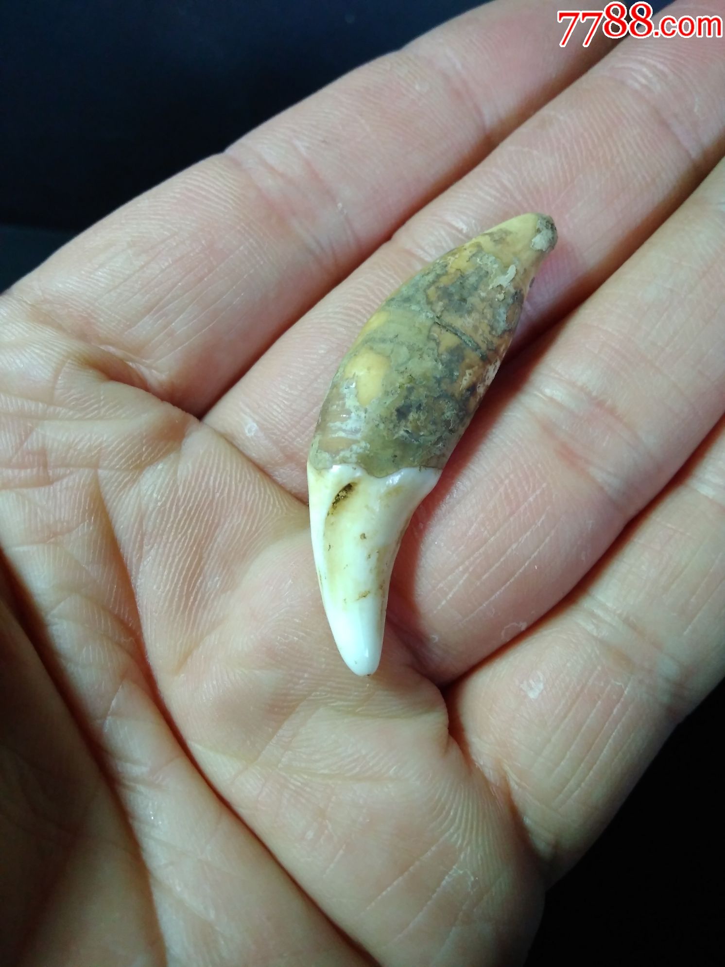 开门老狼牙
