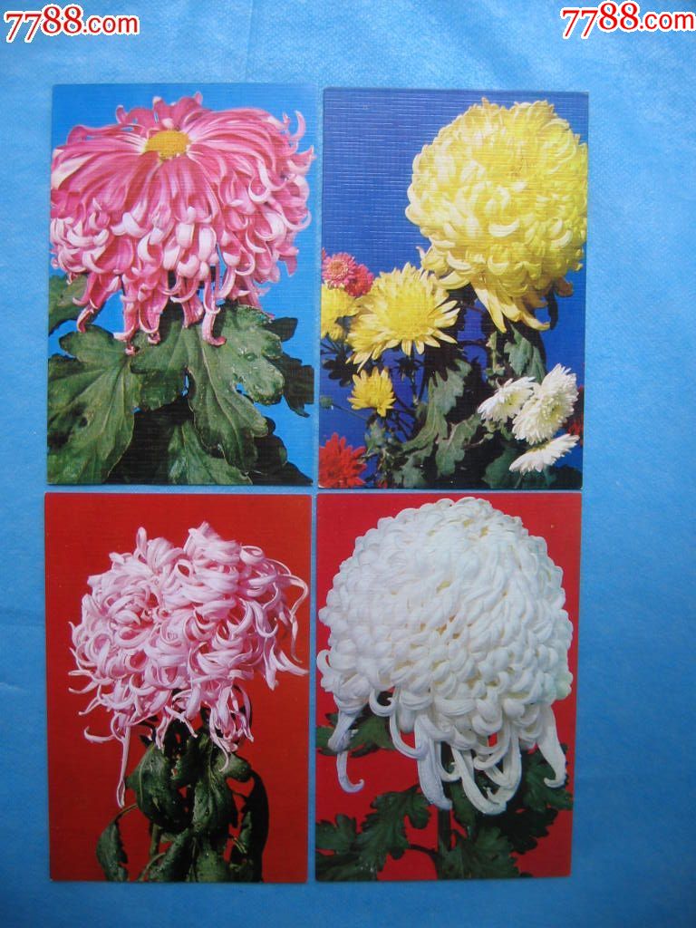 菊花