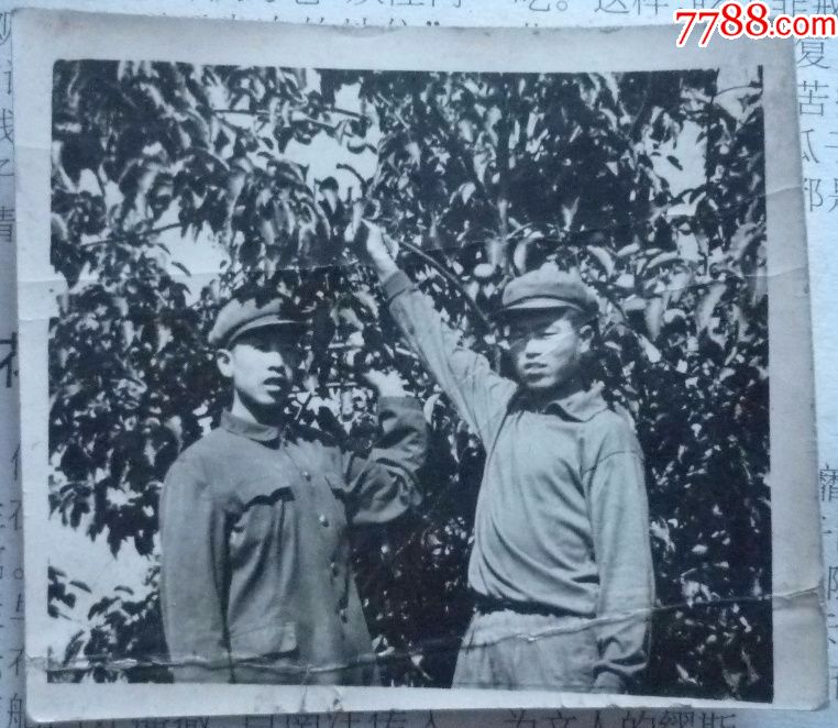 七十年代老照片—树下合影-价格:1.0000元-se51291831-老 ...