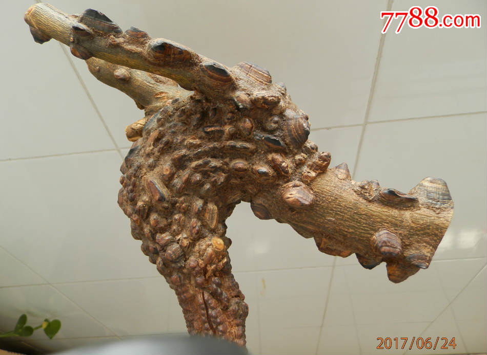 真正独一无二的奇珍异宝非常形象难得一见的纯天然花椒木龙头杖