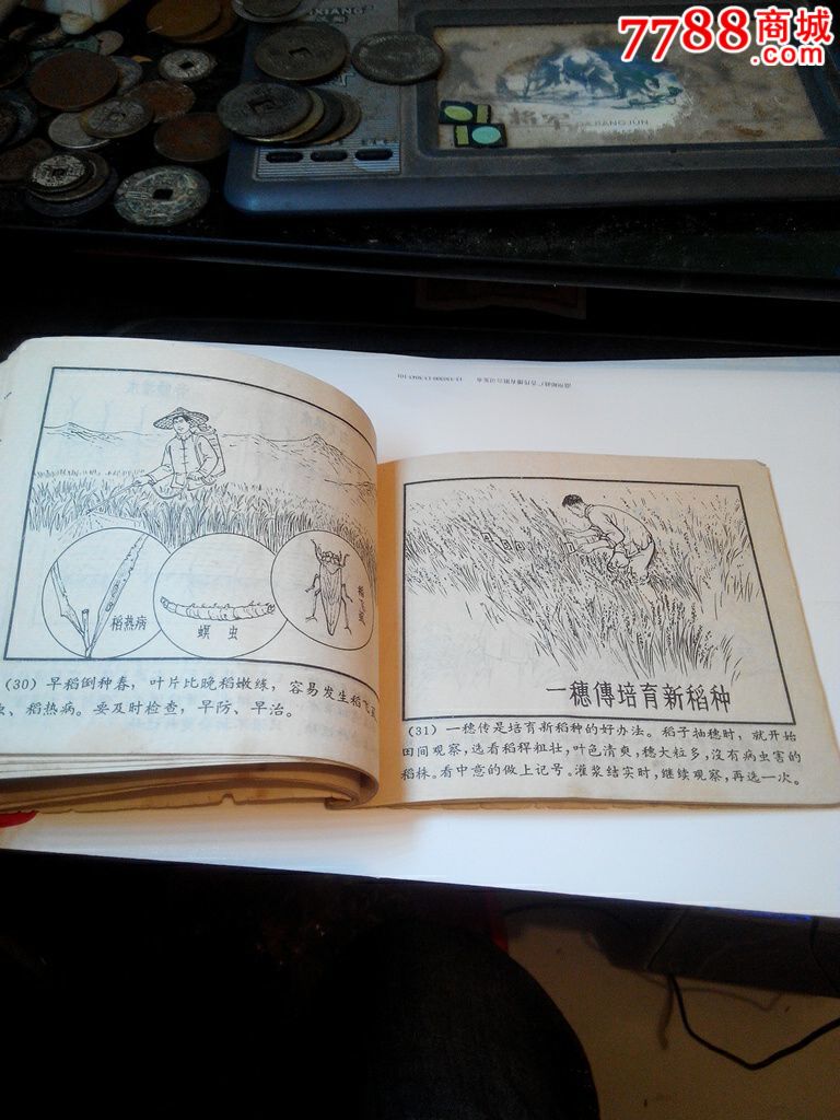 陆财选育水稻良种经验【图解】[店内还有大量的连环画]