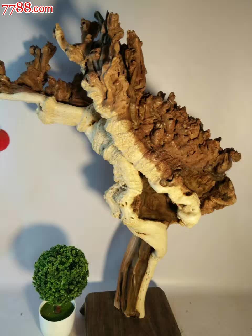 精品霸王根摇曳的枫树