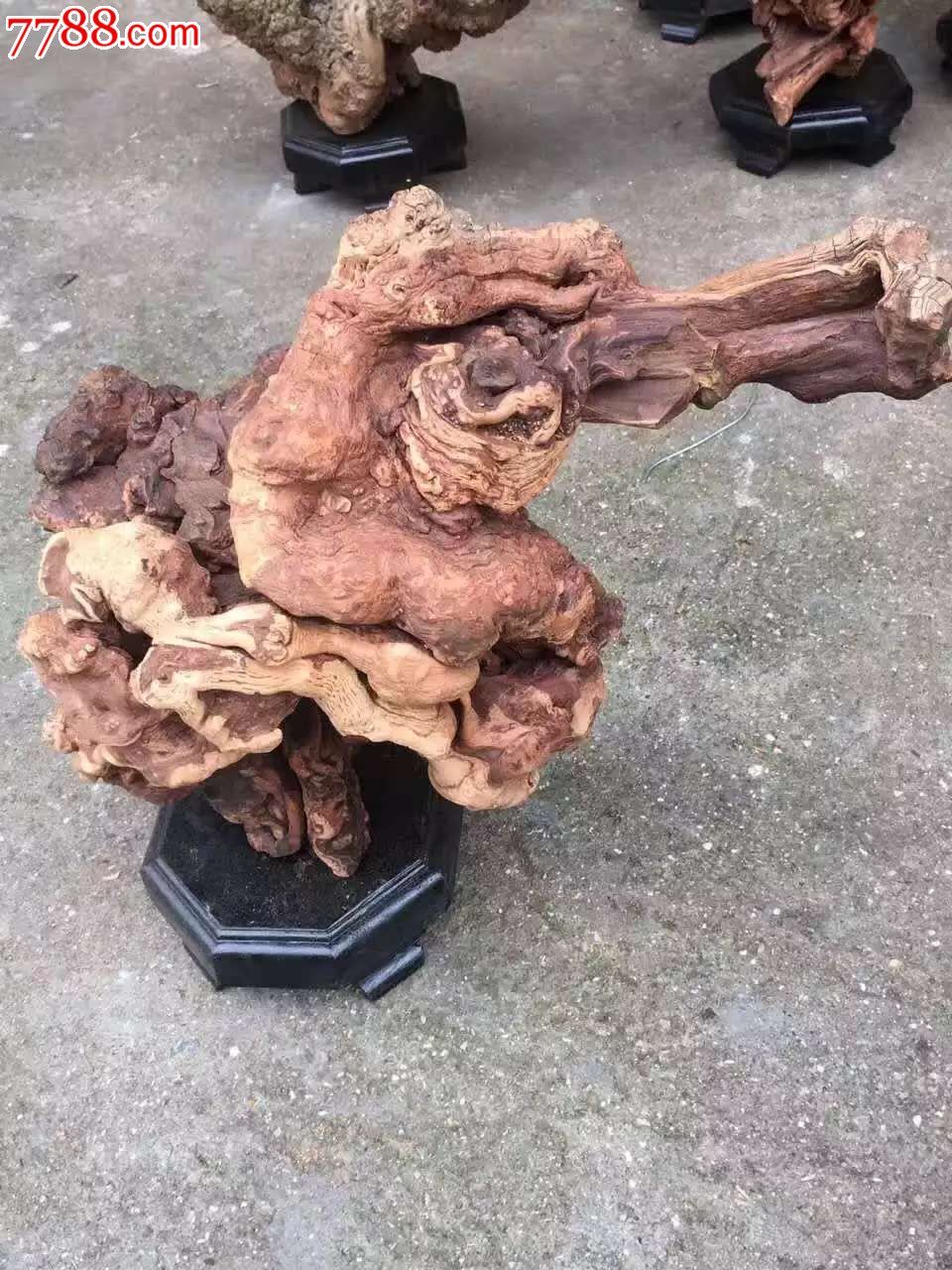精品陈化瘤包造型藏柏