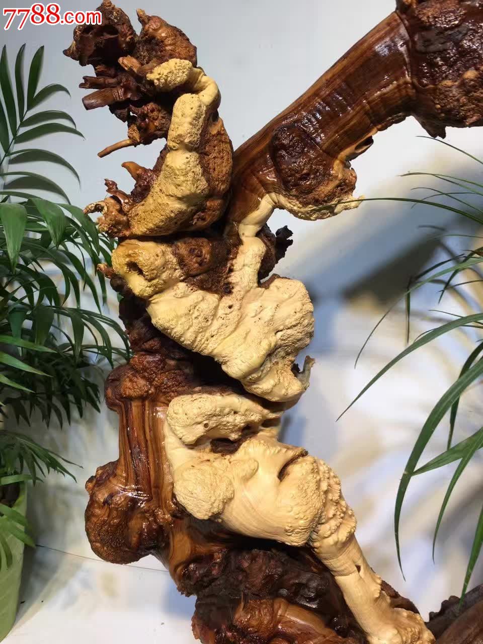 花架极品霸王根藏柏双
